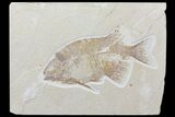 Bargain, Phareodus Fish Fossil - Uncommon Species #84232-1
